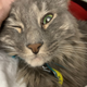 Image for article titled The Cats Of Kotaku